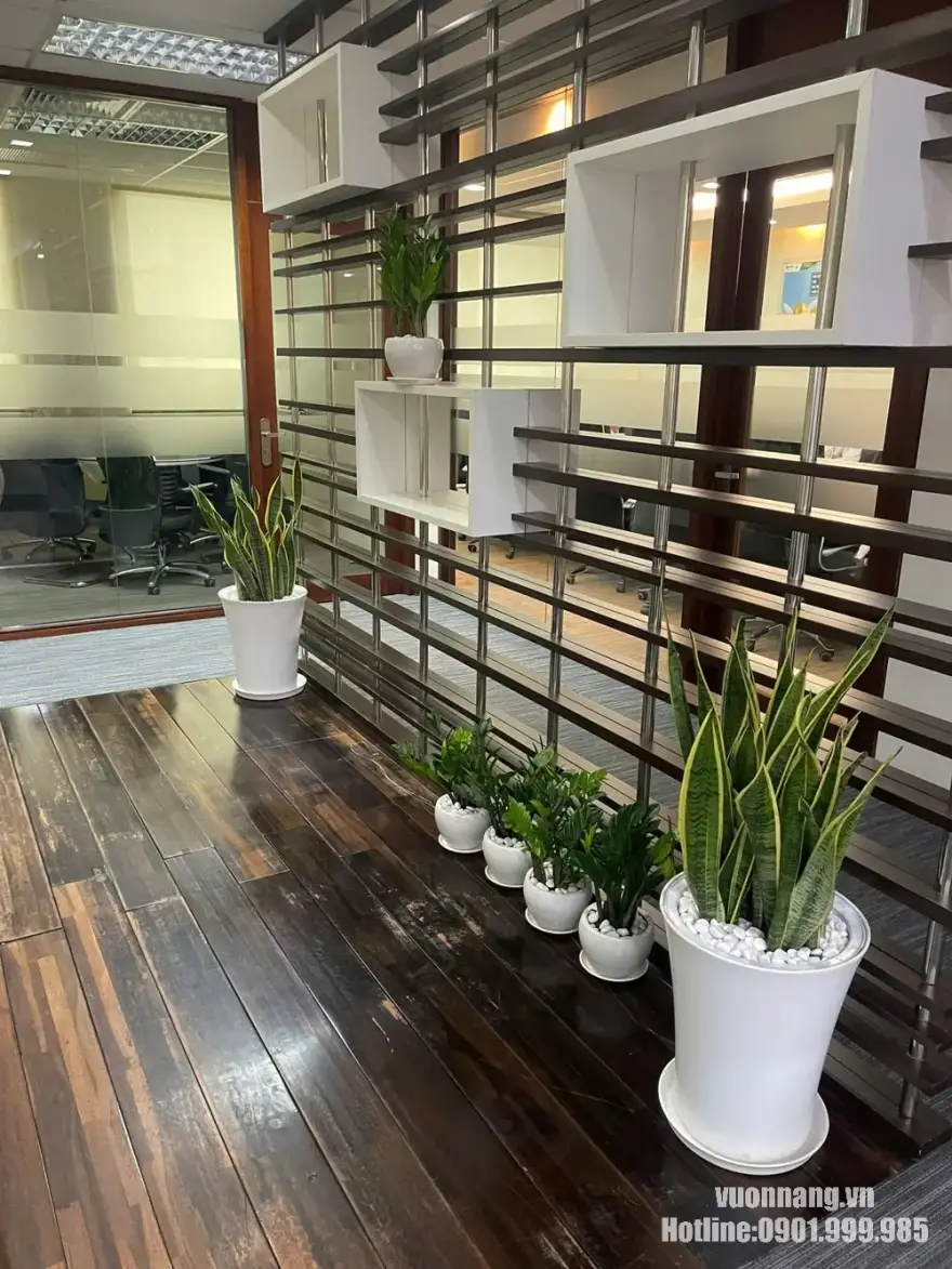 Cây lưỡi hổ viền vàng trồng chậu trắng trang trí văn phòng Hình ảnh thực tế cây lưỡi hổ dáng cao trồng trong chậu trắng, bố trí tại khu vực hành lang và vách ngăn văn phòng cùng các chậu cây nội thất khác.