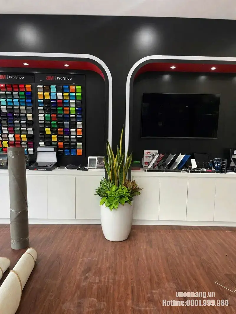 Chậu cây lưỡi hổ phối cây xanh trang trí showroom Mẫu chậu trắng sử dụng lưỡi hổ làm tầng cao, kết hợp cây xanh thấp phía dưới để trang trí showroom và khu tiếp khách.