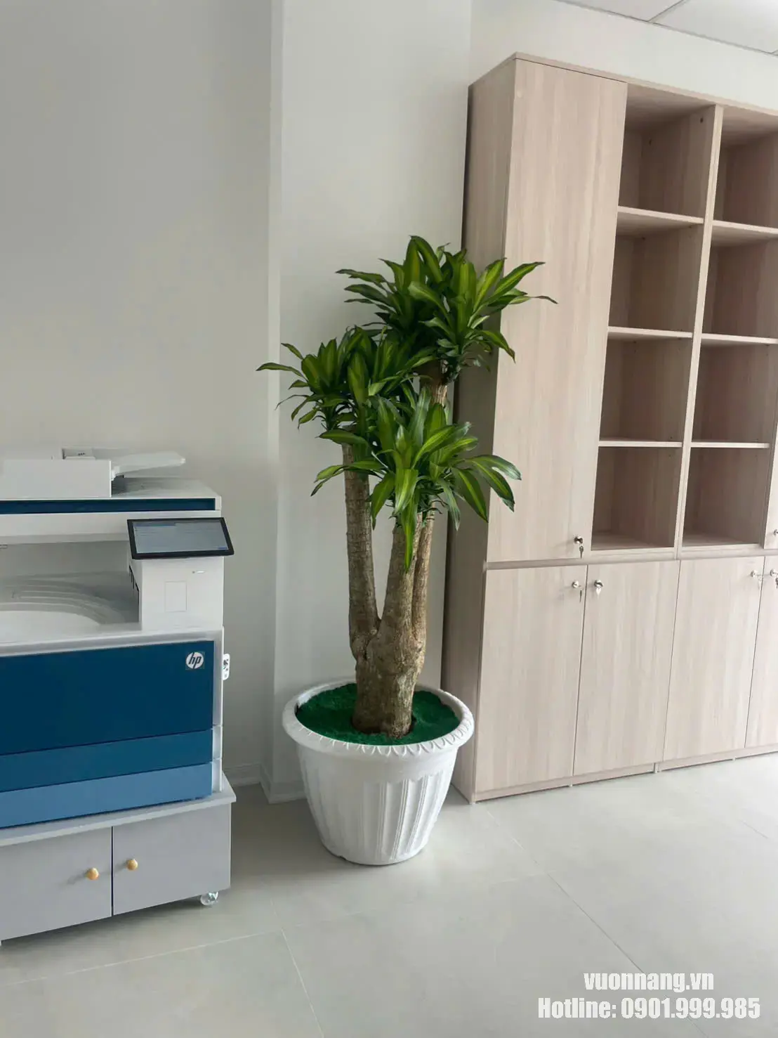 Hình ảnh thực tế cây Thiết Mộc Lan cỡ lớn trong chậu trắng đặt trong không gian văn phòng. Dáng cây cao, thân gỗ chắc, tán lá xanh nổi bật, phù hợp trang trí góc văn phòng, khu vực máy in, tủ hồ sơ, sảnh nhỏ hoặc phòng làm việc tại TP.HCM.