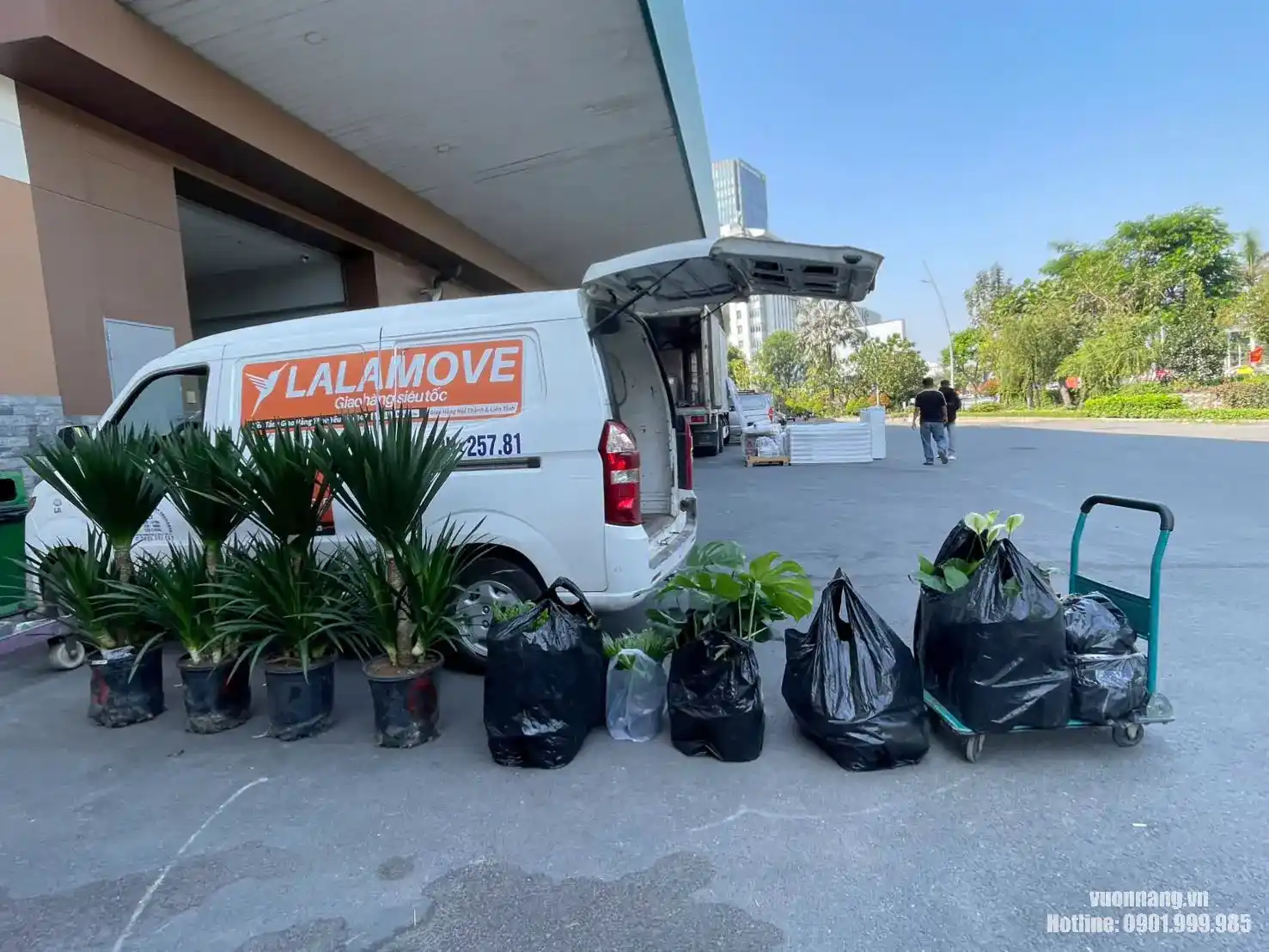 Vườn Nắng giao cây tận nơi và setup cho khách thuê cây văn phòng quận Bình Tân Hình ảnh thực tế quá trình chuẩn bị giao cây cảnh văn phòng tại TP.HCM. Các chậu cây xanh được tập kết trước khi vận chuyển đến văn phòng, showroom hoặc khu vực làm việc của khách hàng