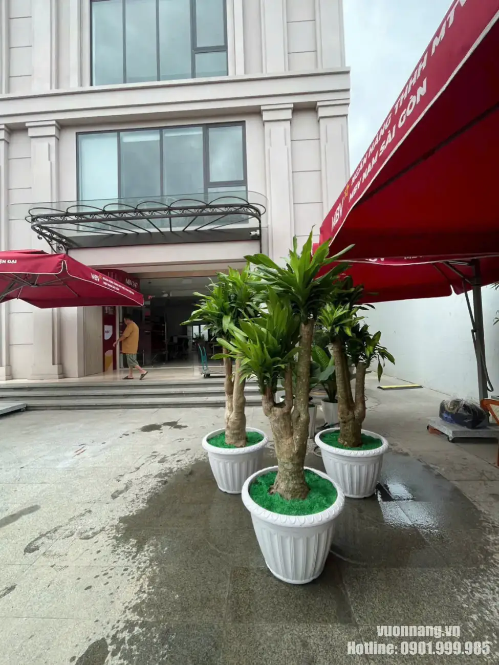 Cho thuê cây xanh văn phòng đẹp tại TP Thủ Đức Hình ảnh thực tế các chậu cây Thiết Mộc Lan dáng lớn, thân gỗ khỏe, tán lá xanh được trồng trong chậu trắng, phù hợp cho dịch vụ cho thuê cây văn phòng, trang trí sảnh công ty, showroom, sự kiện và không gian thương mại. Vườn Nắng cung cấp cây, giao tận nơi, bố trí và chăm sóc định kỳ theo nhu cầu thuê cây xanh tại TP.HCM.