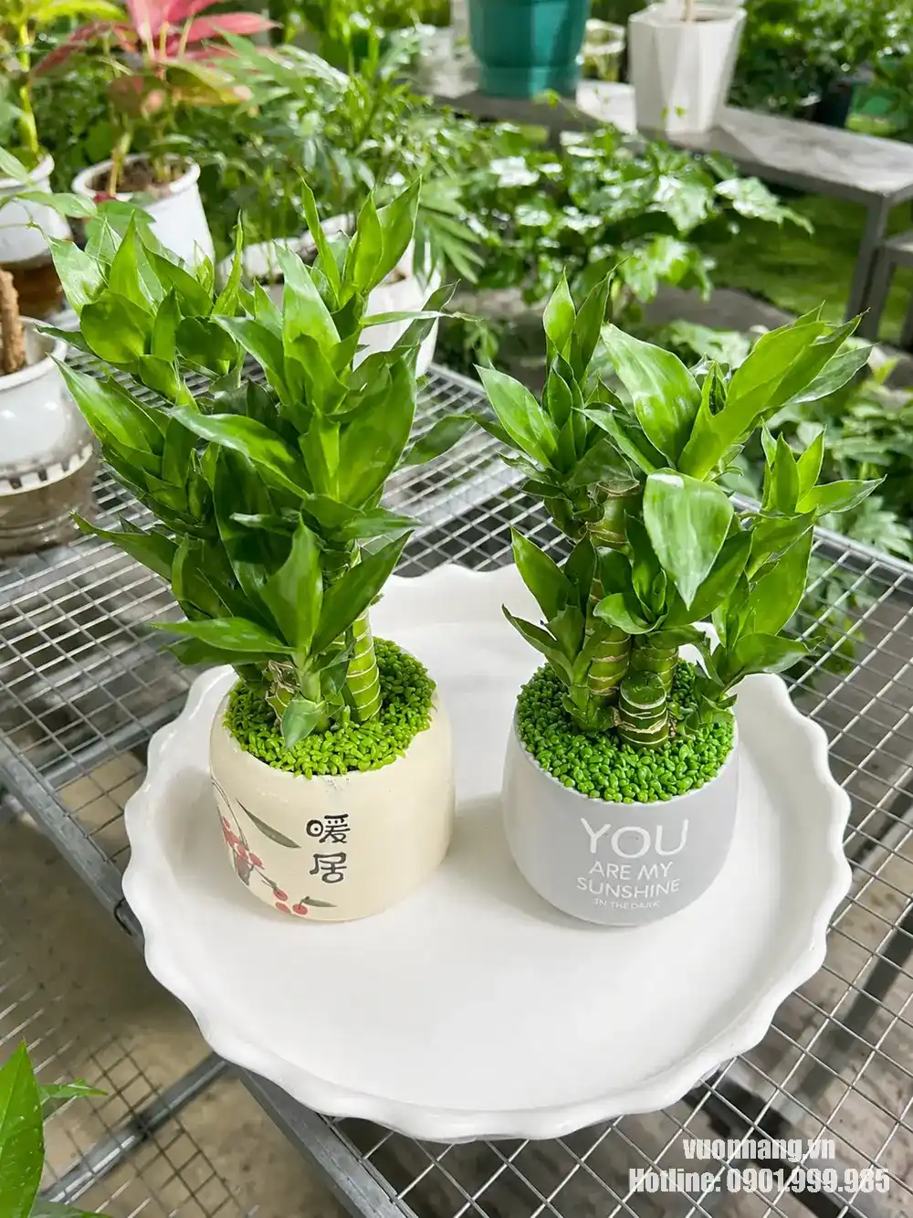 Hai chậu cây trúc phát tài dáng nhỏ với lá xanh bóng, thân khỏe và tán gọn, thích hợp sử dụng làm cây để bàn trong văn phòng, quầy tiếp khách hoặc không gian làm việc nhỏ.