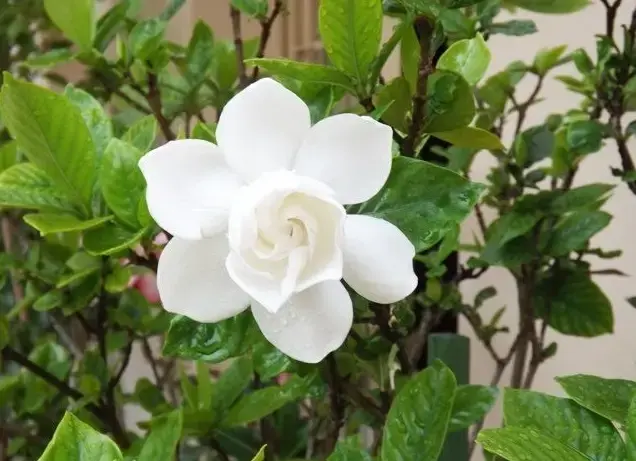 Cận cảnh hoa bạch thiên hương cánh kép