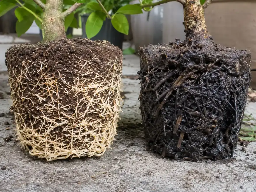Phân biệt rễ khỏe và rễ thối cây chanh vàng Mỹ Hình ảnh so sánh rễ cây chanh vàng Mỹ khỏe và rễ bị thối.