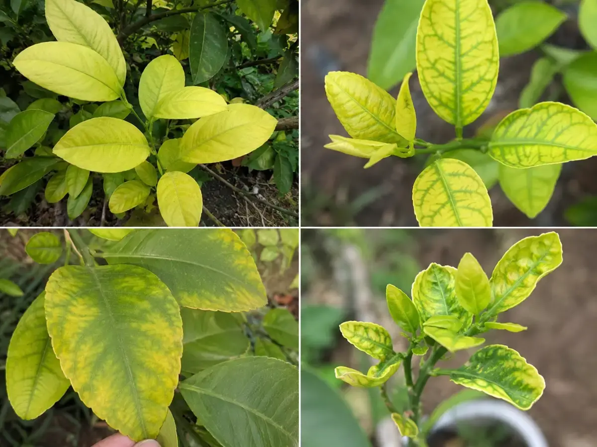 Dấu hiệu thiếu dinh dưỡng trên lá cây chanh vàng Mỹ So sánh biểu hiện thiếu đạm, sắt, magiê và kẽm.