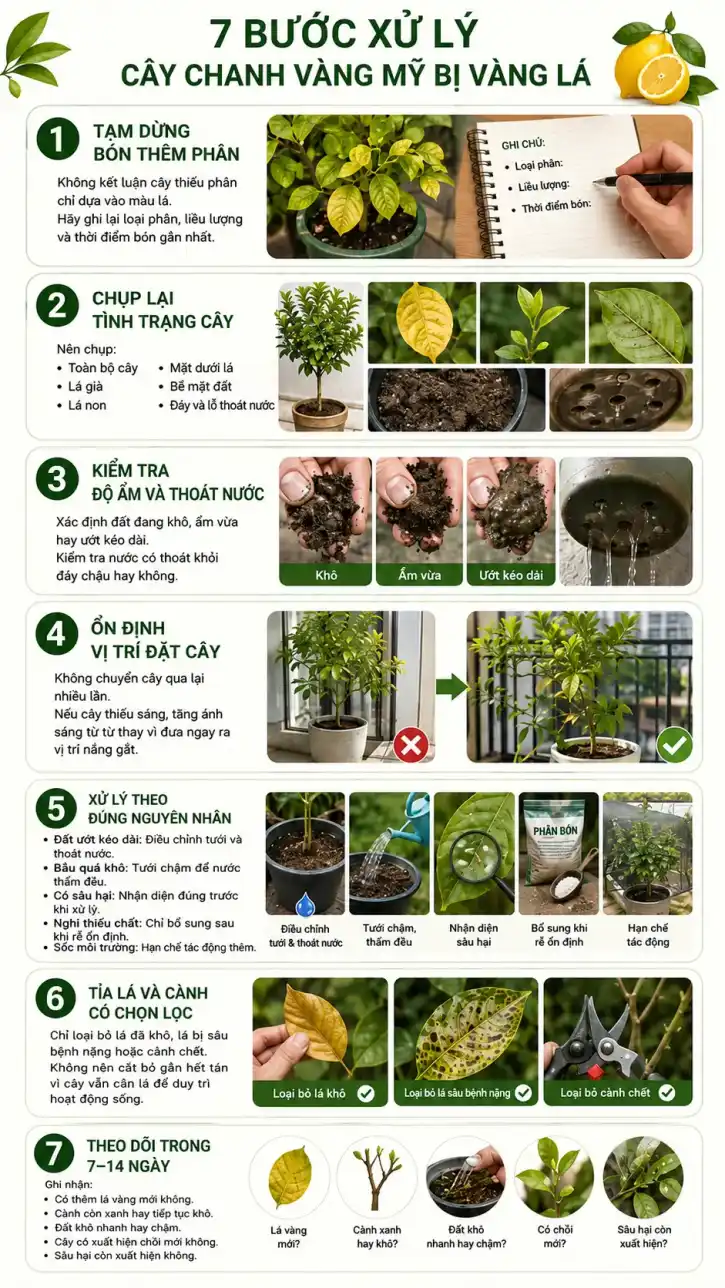 Quy trình xử lý cây chanh vàng Mỹ bị vàng lá Infographic quy trình bảy bước xử lý cây chanh vàng mỹ bị vàng lá