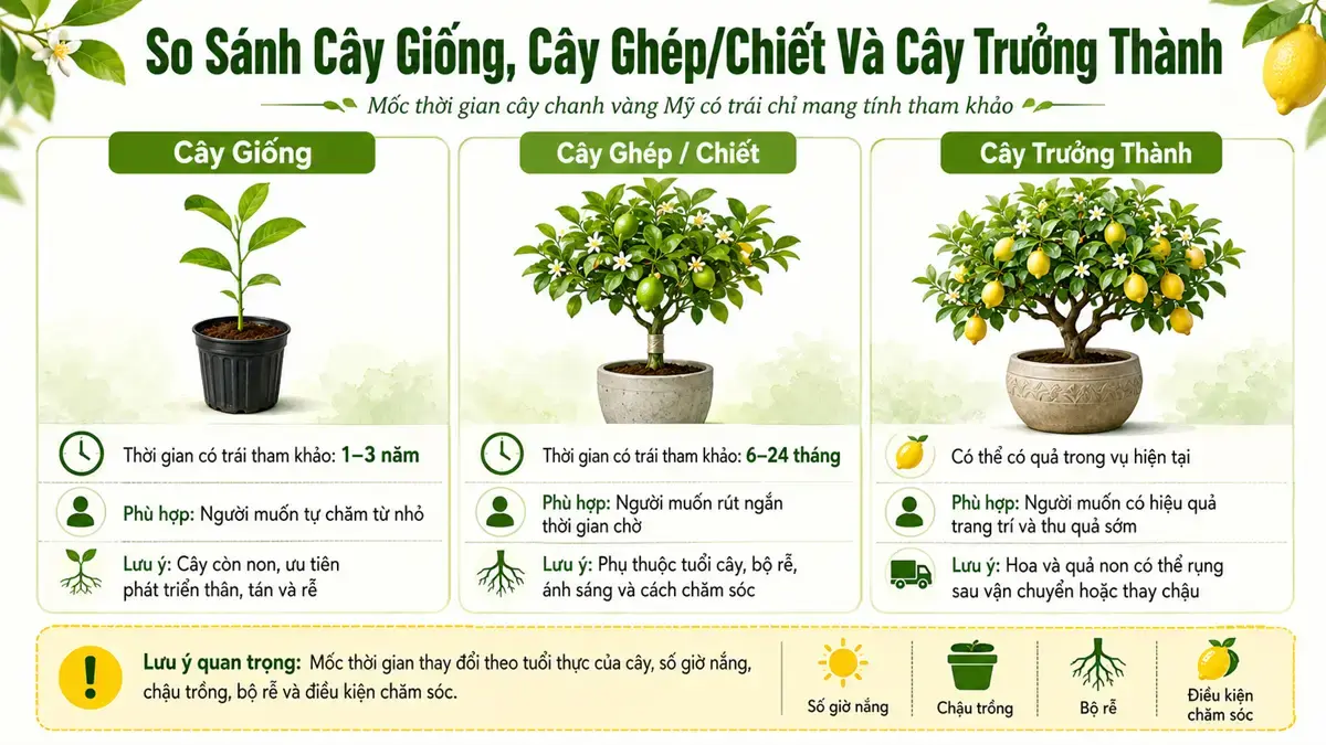 Infographic so sánh cây giống, cây ghép/chiết và cây trưởng thành.