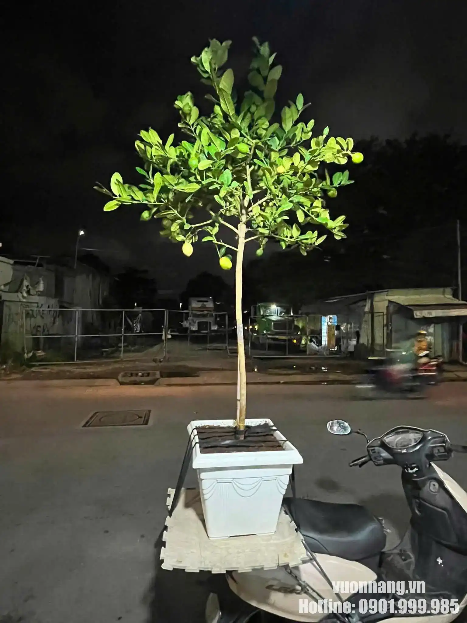 Cây chanh vàng mỹ trồng chậu chuẩn bị giao khách tại TPHCM Hình ảnh cây chanh vàng mỹ trồng chậu giao khách tại TP.HCM