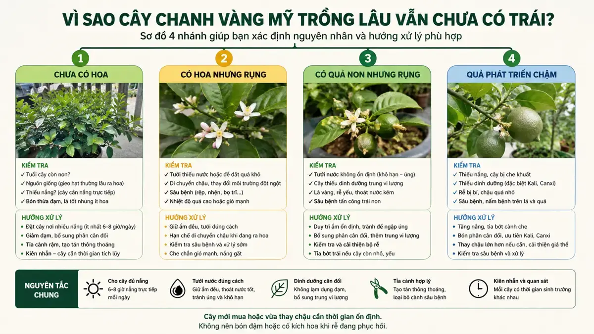 Sơ đồ kiểm tra nguyên nhân cây chanh vàng Mỹ trồng lâu chưa có trái Infographic minh họa các nguyên nhân phổ biến khiến cây chanh vàng Mỹ trồng lâu vẫn chưa có trái, gồm cây chưa từng ra hoa, có hoa nhưng rụng, có quả non nhưng rụng và quả phát triển chậm. Nội dung giúp người trồng kiểm tra tuổi cây, ánh sáng, nước tưới, dinh dưỡng, bộ rễ, sâu bệnh và tình trạng cây sau khi mới mua hoặc thay chậu.