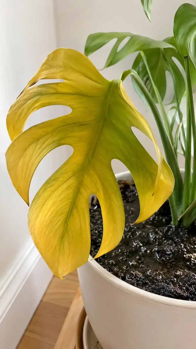 Cây Monstera bị vàng lá do tưới quá nhiều nước Hình ảnh lá Monstera vàng mềm kèm bề mặt đất ướt.
