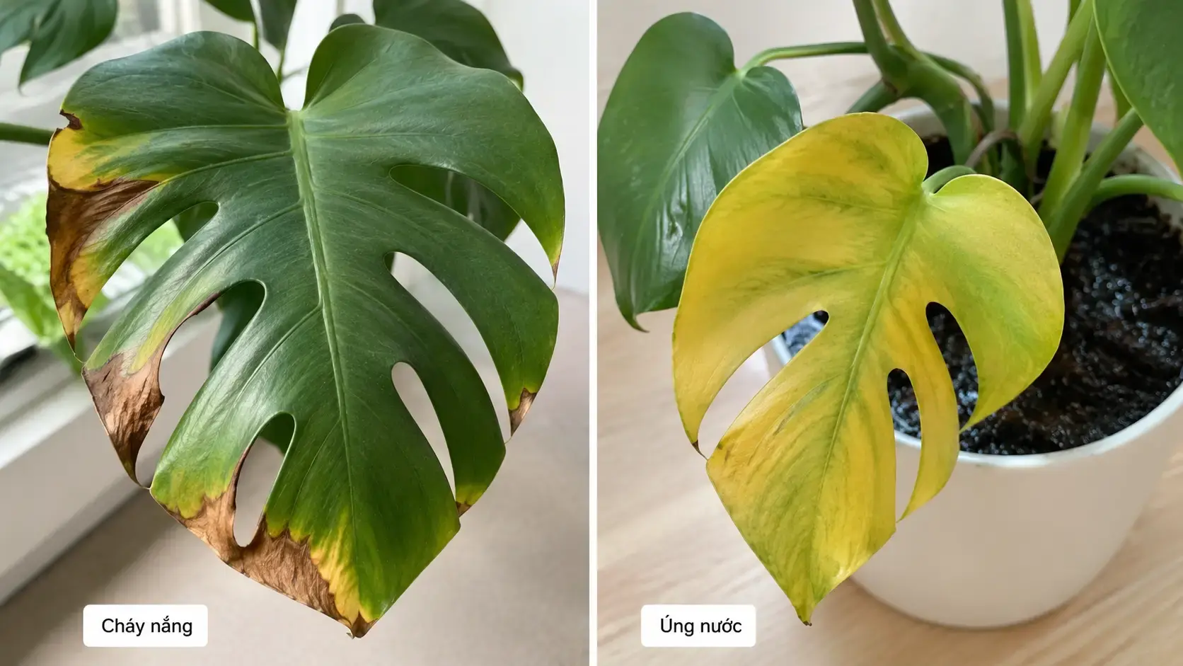 Phân biệt lá Monstera cháy nắng và vàng lá do úng nước Ảnh so sánh lá Monstera cháy nắng và lá vàng mềm do úng nước.