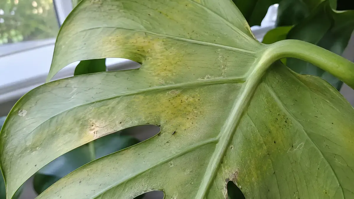 Sâu hại khiến lá cây Monstera bị vàng và bạc màu Hình ảnh cận cảnh mặt dưới lá Monstera có dấu hiệu sâu hại.