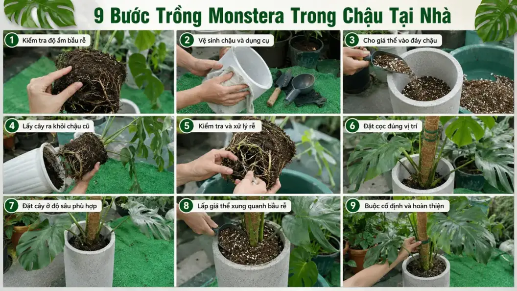 Infographic hướng dẫn 9 bước trồng cây Monstera trong chậu tại nhà, từ kiểm tra bầu rễ, vệ sinh chậu, thêm giá thể đến cố định cây vào trụ.