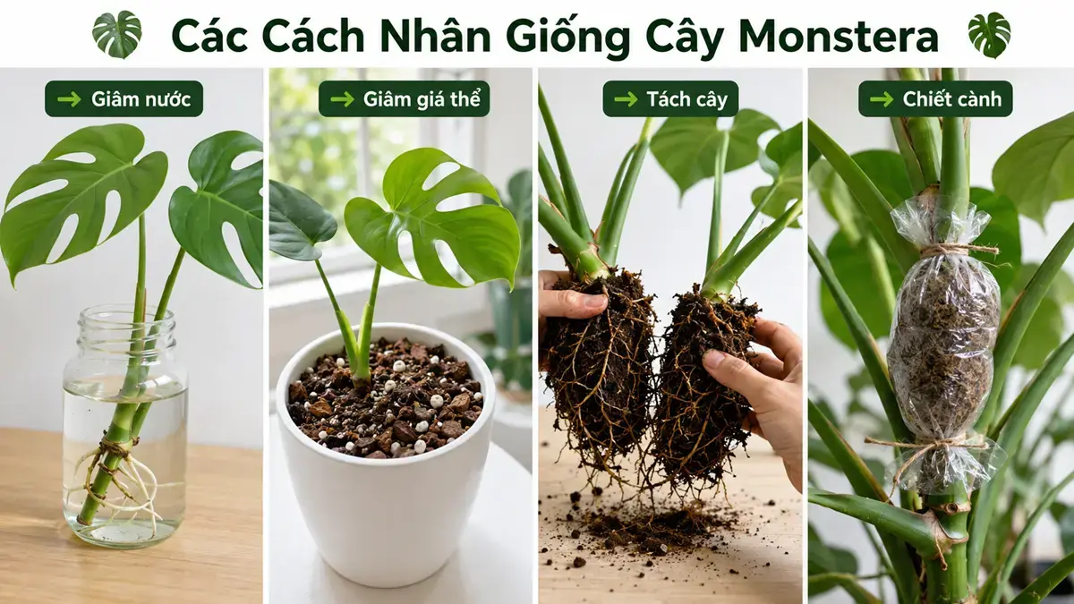 Các cách nhân giống cây Monstera bằng giâm nước giâm giá thể tách cây và chiết cành Ảnh infographic tổng hợp các phương pháp nhân giống cây Monstera