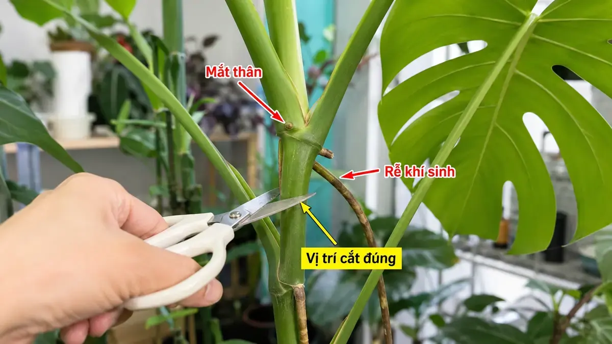 Bàn tay dùng kéo cắt cành Monstera đúng vị trí phía dưới mắt thân và rễ khí sinh Ảnh minh họa thao tác đặt kéo phía dưới mắt thân Monstera, giúp người đọc hiểu cách cắt cành đúng để tăng khả năng ra rễ và phát triển chồi mới.