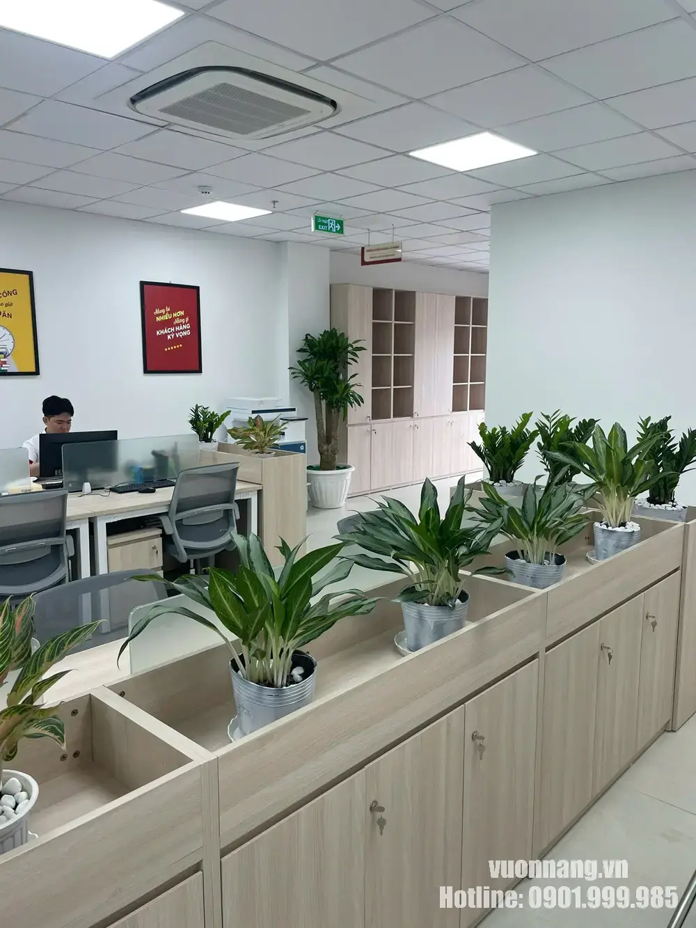 Toàn cảnh khu vực nhân viên sau khi bố trí cây bạch mã hoàng tử, kim tiền, cây lá màu và thiết mộc lan tại các hệ tủ và góc phòng.