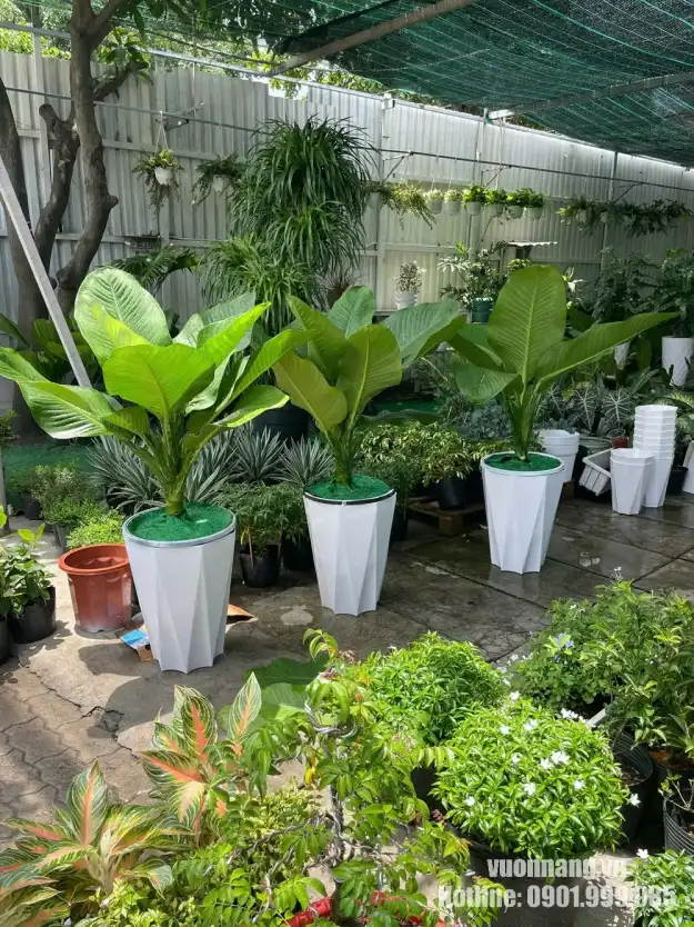 Nhóm cây đại phú gia lá lớn trong chậu trắng dáng cao được chuẩn bị để bố trí tại sảnh, phòng làm việc và khu vực gần cửa kính của MBV.