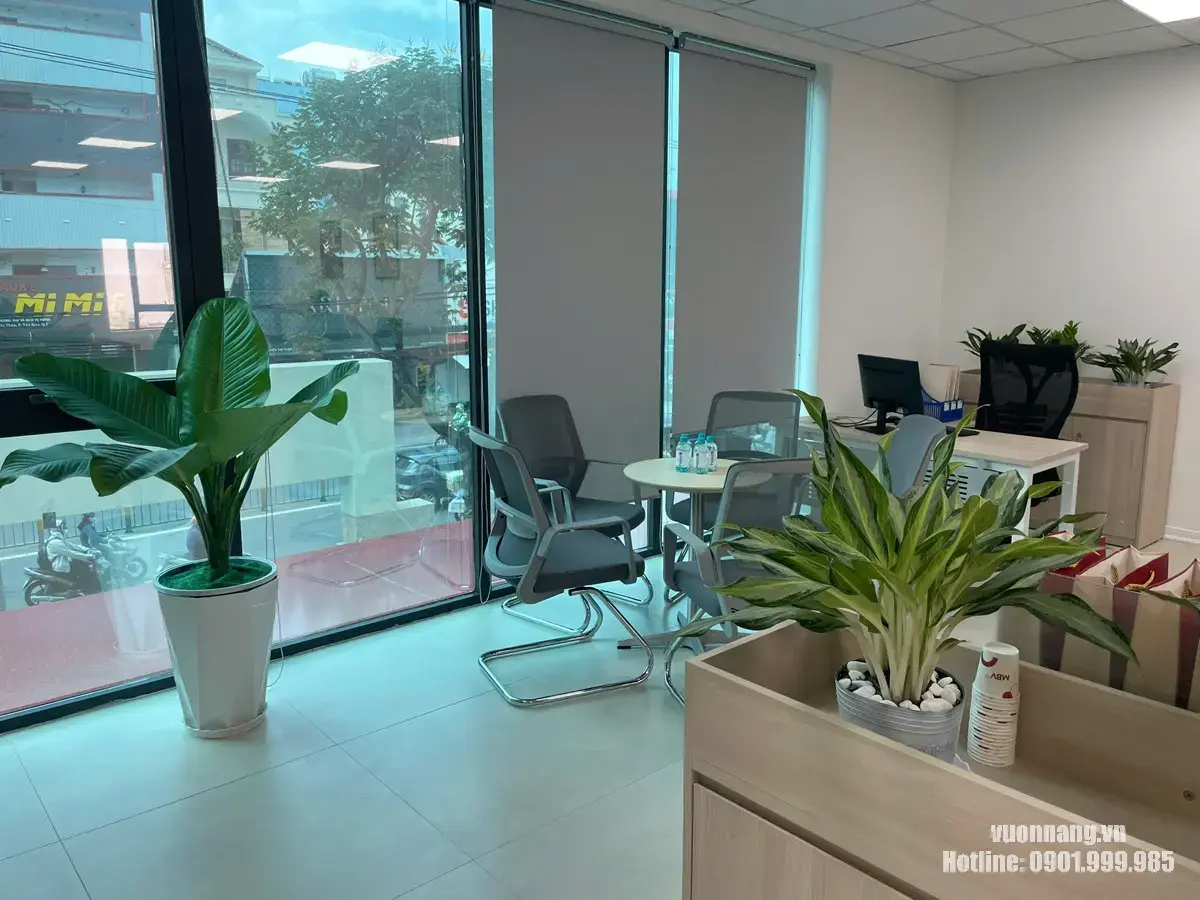 Hình ảnh cây được bố trị trong văn phòng Cây đại phú gia lá bản lớn trong chậu trắng được bố trí cạnh cửa kính, kết hợp cùng các chậu cây nhỏ đặt trên hệ tủ phía trước.