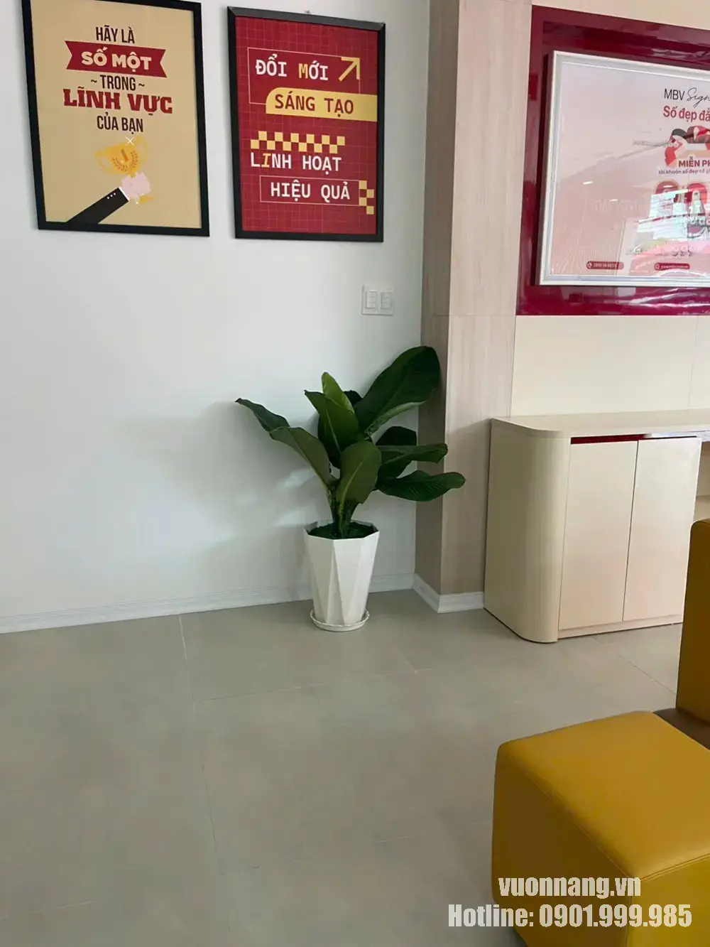 Cây đại phú gia lá xanh bản lớn được Vườn Nắng phối cùng chậu trắng dáng cao và đặt tại khu vực sảnh của phòng giao dịch Ngân hàng MBV ở Quận 7.