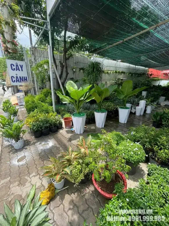 Ba chậu đại phú gia được Vườn Nắng chuẩn bị tại vườn, gồm kiểm tra tán lá, độ ổn định của cây và lớp phủ bề mặt chậu.