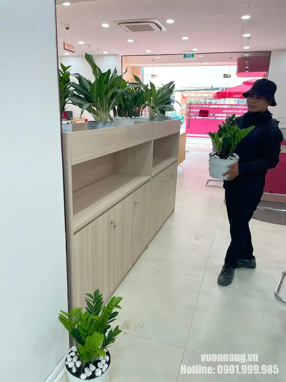 Nhân viên Vườn Nắng vận chuyển và bố trí cây kim tiền trong chậu nhỏ, kết hợp sỏi trắng để phù hợp với tủ nội thất gỗ sáng.