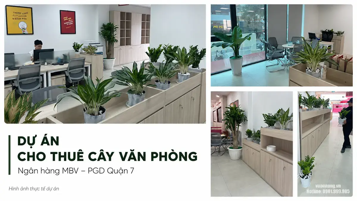 Dự Án Cho Thuê Cây Văn Phòng Cho Ngân Hàng MBV Tại Quận 7