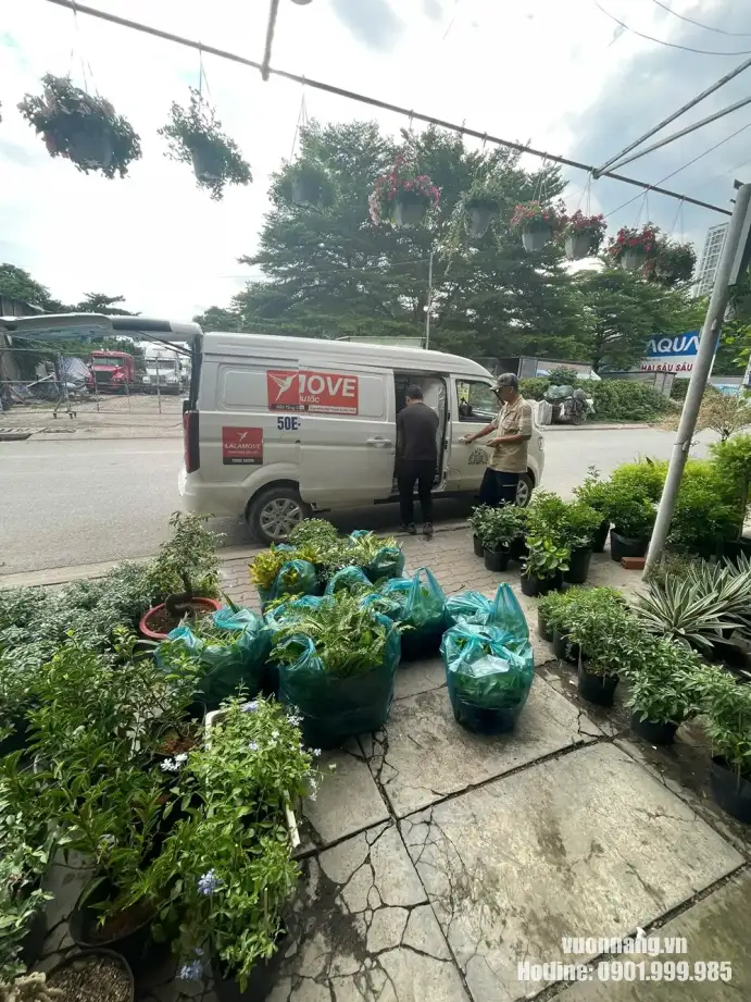 Chuẩn bị và đóng gói gần 100 cây cho sự kiện Nam Mekong Grand Plaza tại GEM Center Hình ảnh thực tế quá trình chuẩn bị gần 100 cây cho dự án Nam Mekong Grand Plaza. Cây nhỏ được gom theo từng bao để bảo vệ tán lá và giúp quá trình bốc xếp diễn ra nhanh hơn.
