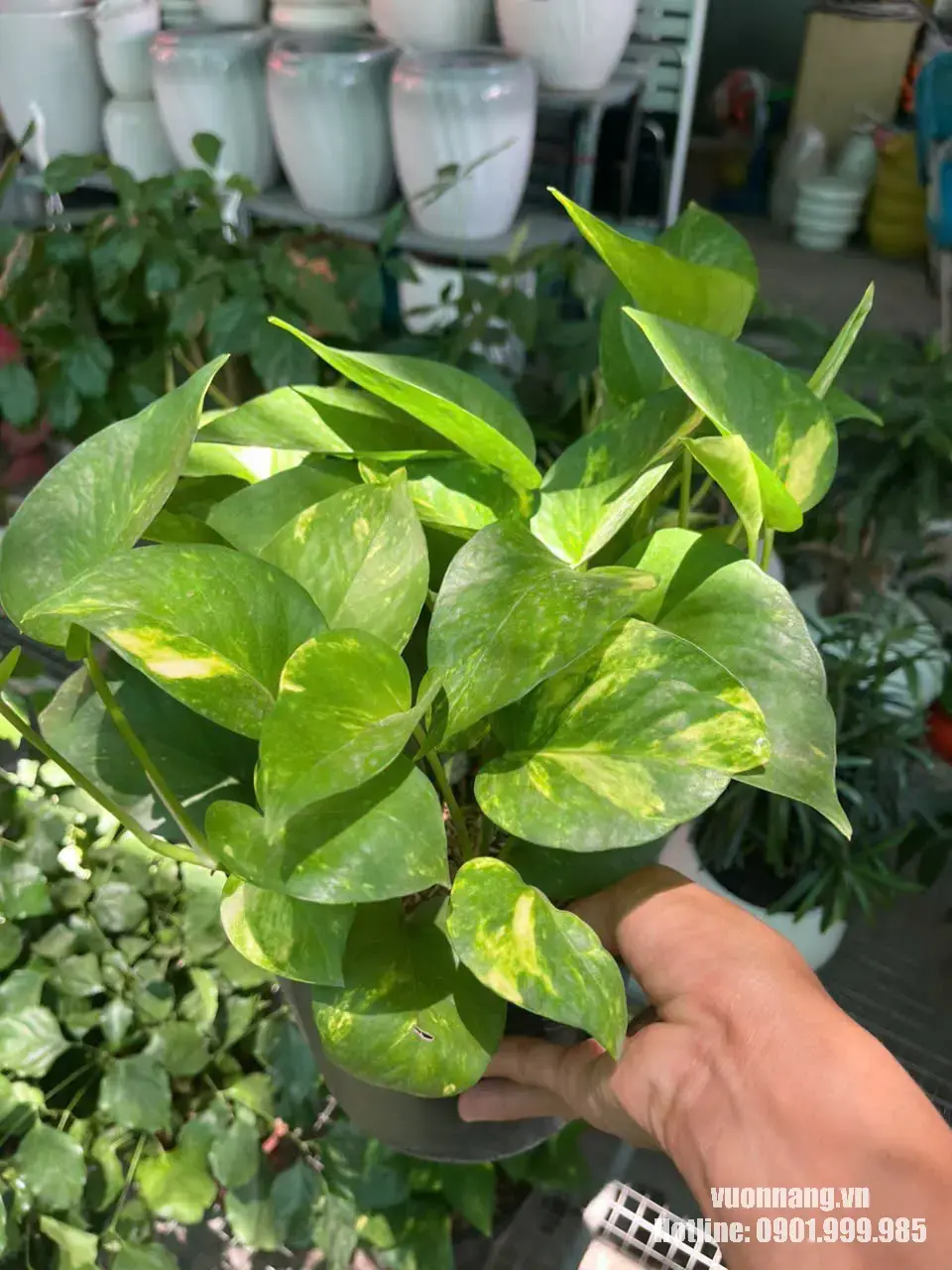 Cây trầu bà vàng phối tường cây nhiệt đới tại SECC Quận 7 Cận cảnh cây trầu bà vàng được chuẩn bị để phối cùng trầu bà xanh, trầu bà tóc bạc và lan chi trong dự án setup tường cây nhiệt đới tại SECC.