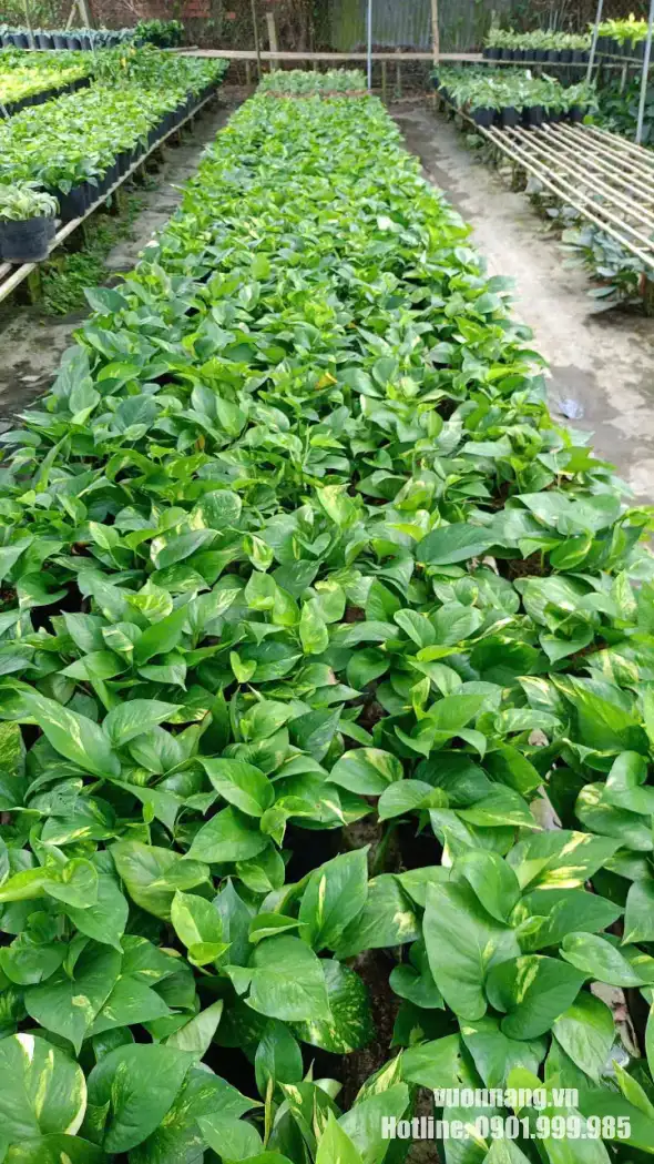 Cây trầu bà xanh số lượng lớn cho thuê cây sự kiện Hình ảnh cây trầu bà xanh tại vườn, phù hợp sử dụng làm cây nền trong các dự án thuê cây cảnh, setup gian hàng và trang trí sự kiện.