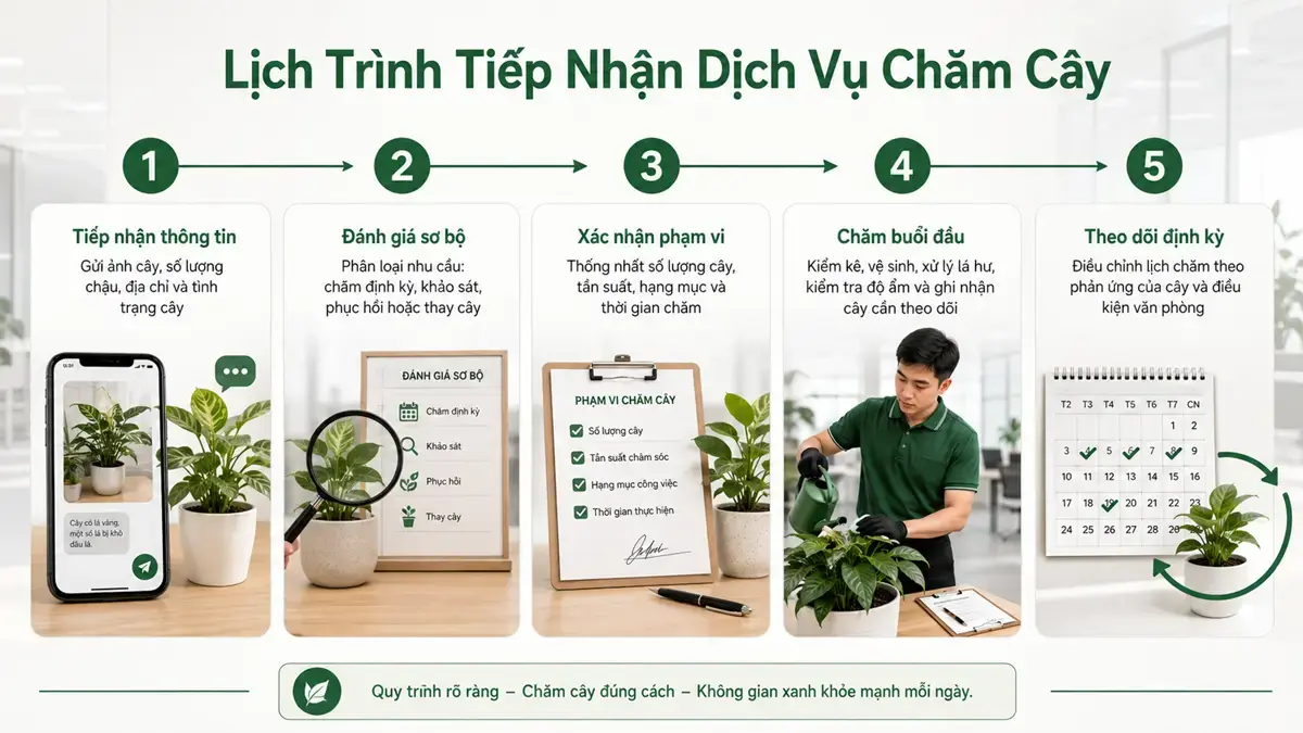 Infographic timeline 5 bước minh họa quy trình tiếp nhận dịch vụ chăm sóc cây văn phòng, từ gửi ảnh cây đến lập lịch chăm định kỳ.