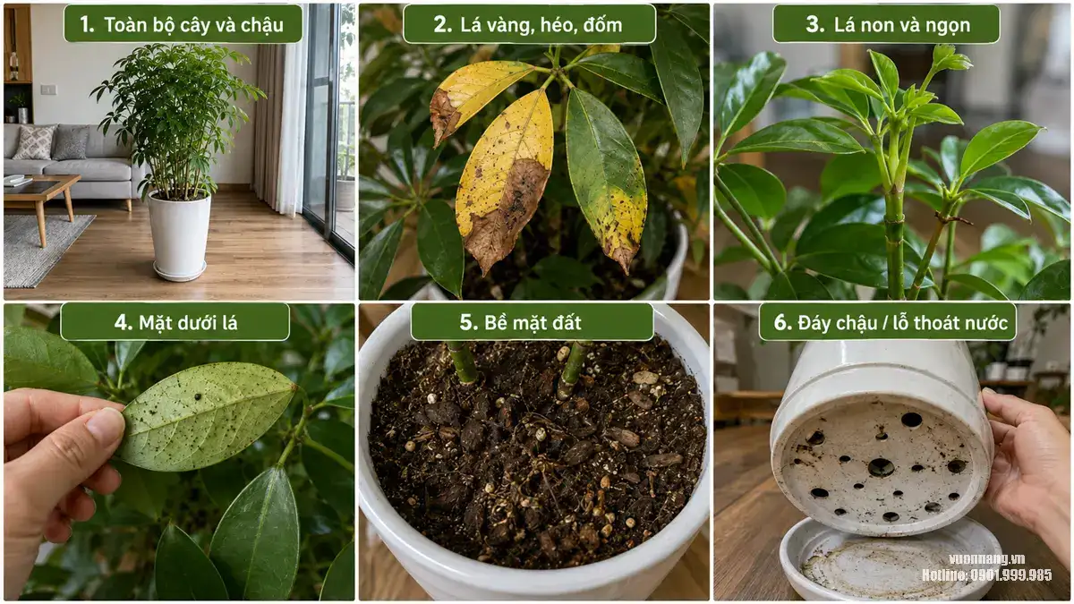 Sáu góc ảnh cần gửi khi đặt dịch vụ chăm sóc cây tại nhà qua Zalo Infographic hướng dẫn khách hàng chụp đủ 6 góc ảnh gồm toàn bộ cây và chậu, lá vàng, lá non, mặt dưới lá, bề mặt đất và đáy chậu để Vườn Nắng đánh giá cây trước khi báo giá.