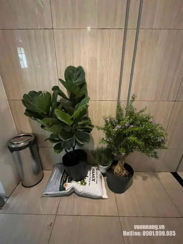 Cây bàng Singapore, cây bụi trồng chậu và bao giá thể được đặt tại khu vực thi công trước khi thay chậu, bổ sung đất hoặc bố trí cây vào vị trí sử dụng.