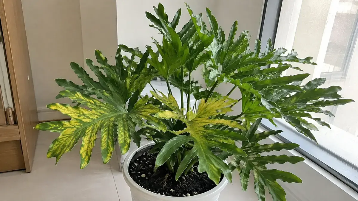 Trầu Bà Thanh Xuân Bị Vàng Lá Phải Làm Sao? Cách Chẩn Đoán Và Xử Lý