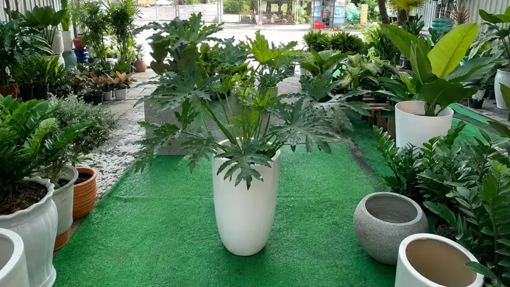 Cách Trồng Cây Trầu Bà Thanh Xuân Đúng Kỹ Thuật Tại Nhà