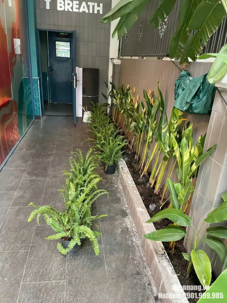 Hình ảnh trồng cây dọc lối đi vào bồn cây có sẵn cho khách hàng. Hình ảnh trồng cây dọc lối đi vào bồn cây có sẵn cho khách hàng.