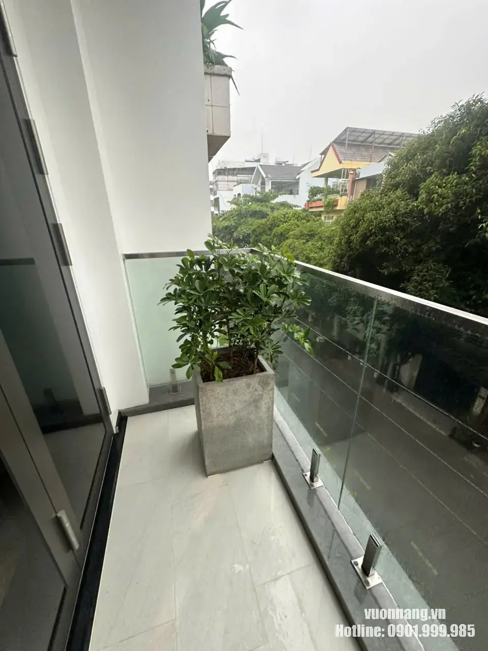 Chậu cây ngũ gia bì đặt tại ban công nhà khách Hình ảnh thực tế chậu cây ngũ gia bì trồng trong chậu đá/xi măng cao, được đặt tại ban công có lan can kính, phù hợp với không gian căn hộ và nhà phố.
