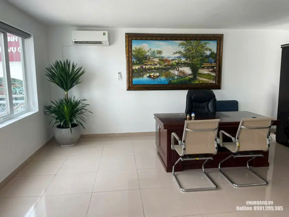 Hình ảnh cây phát tài núi đặt trong nhà