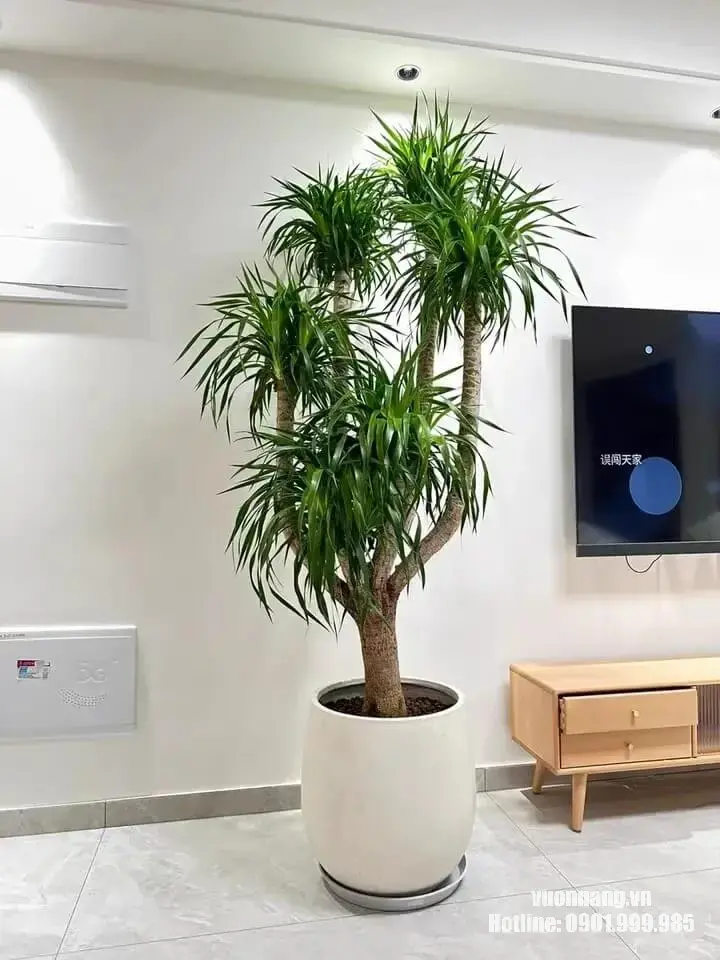 Hình ảnh cây phát tài núi đặt trong phòng khách