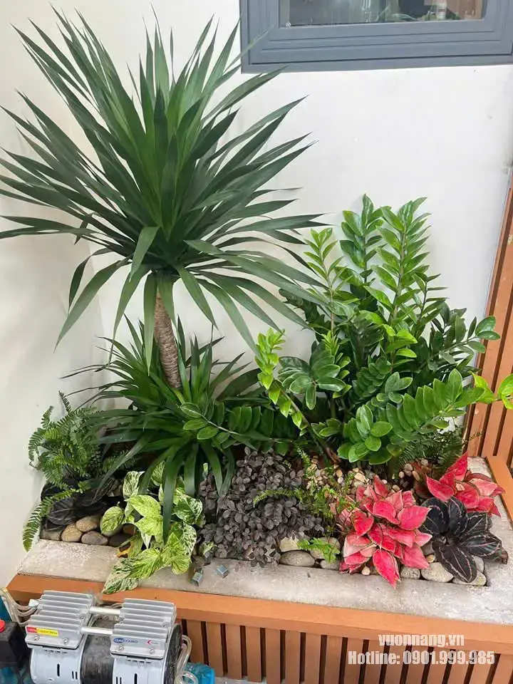 Hình ảnh cây phát tài núi phối tiểu cảnh ngoài trời