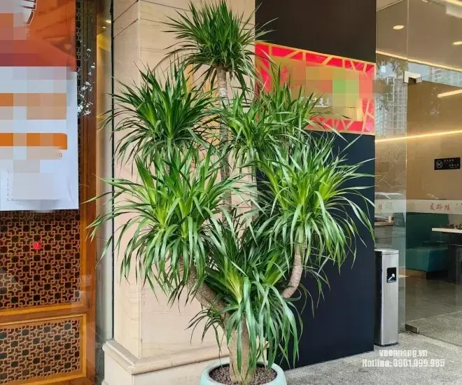 Hình ảnh cây phát tài núi đặt sảnh văn phòng.