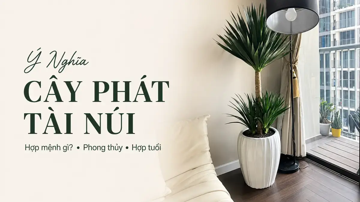 Cây Phát Tài Núi Hợp Mệnh Gì? Ý Nghĩa Phong Thủy Và Cách Chọn Cây Phù Hợp