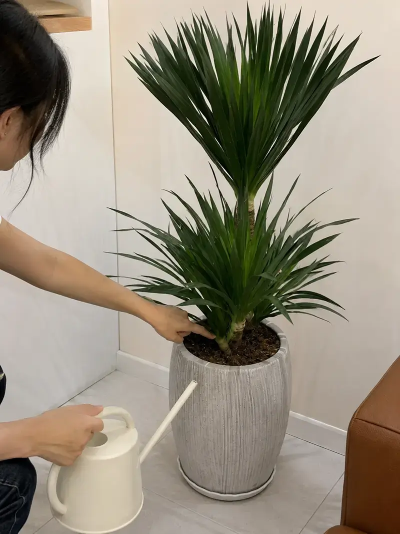 Cây phát tài núi tưới nước như thế nào đúng cách Người chăm cây kiểm tra độ ẩm đất trước khi tưới nước.