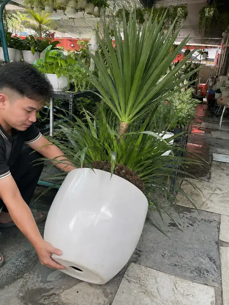 chậu trồng cây phát tài núi có lỗ thoát nước Cận cảnh chậu cây phát tài núi có lỗ thoát nước và lớp đất mặt thông thoáng.