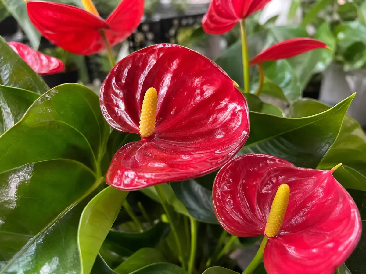 ý nghĩa cây hồng môn theo màu sắc hoa và lá Hình ảnh cận cảnh mo hoa Hồng Môn đỏ hình trái tim, cụm hoa màu vàng và các lá xanh bóng. Ảnh giúp minh họa đặc điểm màu sắc thường được sử dụng khi giải thích cây Hồng Môn đỏ hợp mệnh gì.