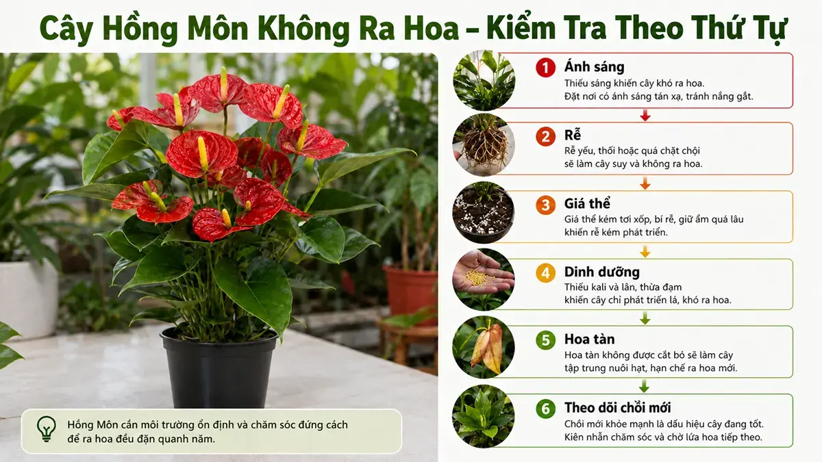 Infographic hướng dẫn cách kiểm tra nguyên nhân cây Hồng Môn không ra hoa theo từng bước, giúp người trồng xử lý đúng vấn đề thay vì chỉ tăng phân bón.