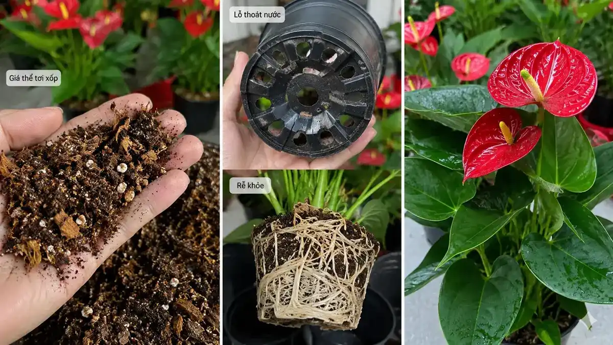 Ảnh minh họa chi tiết giá thể trồng cây Hồng Môn, lỗ thoát nước dưới đáy chậu và bộ rễ khỏe trong quá trình thay chậu hoặc kiểm tra cây.