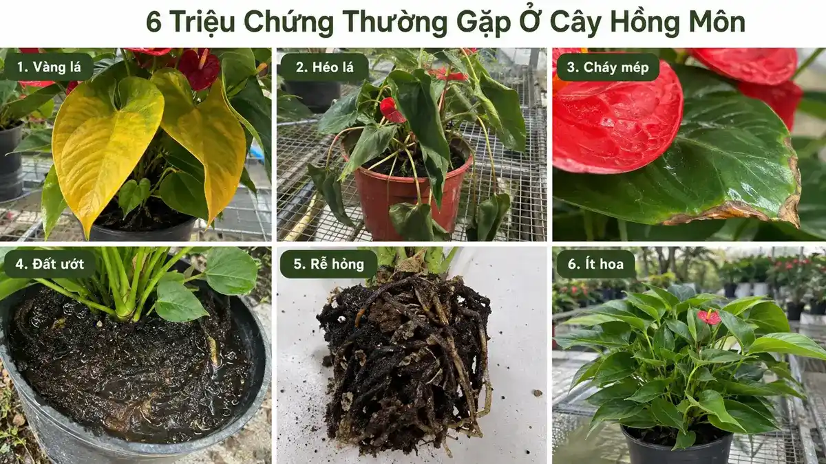 Ảnh collage giúp người trồng nhận diện nhanh các vấn đề phổ biến ở cây Hồng Môn để kiểm tra nguyên nhân và điều chỉnh cách chăm sóc phù hợp.