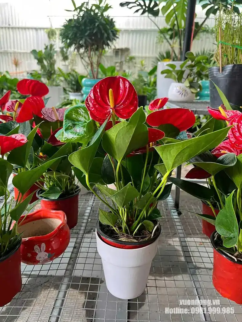 Hình ảnh cây hồng môn đỏ tại Vườn Nắng