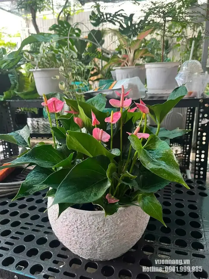 Hình ảnh cây hồng môn hồng chụp tại Vườn Nắng