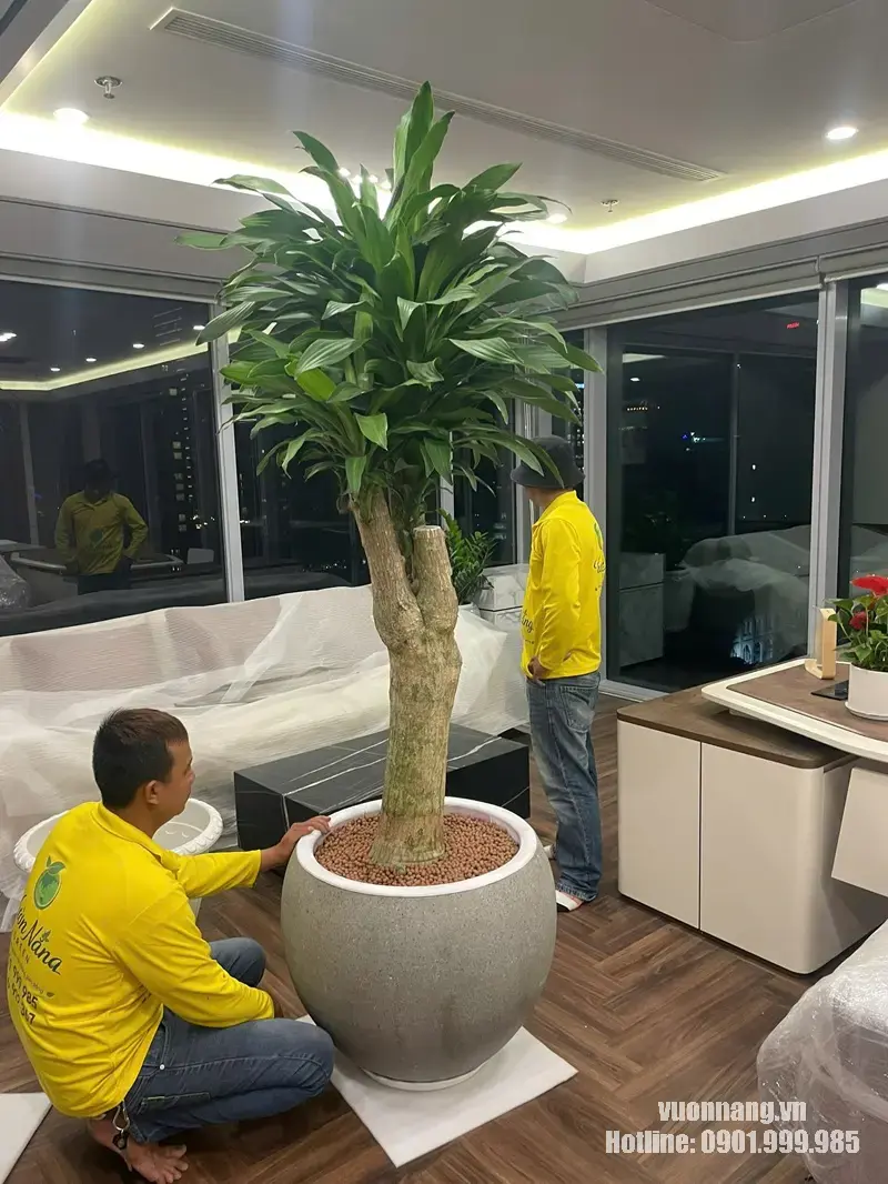 Nhân viên Vườn Nắng bố trí cây nội thất cỡ lớn trong phòng Tổng Giám đốc MIK Group. Nhân viên Vườn Nắng căn chỉnh cây nội thất cỡ lớn trong chậu tại khu vực gần cửa kính của phòng Tổng Giám đốc.